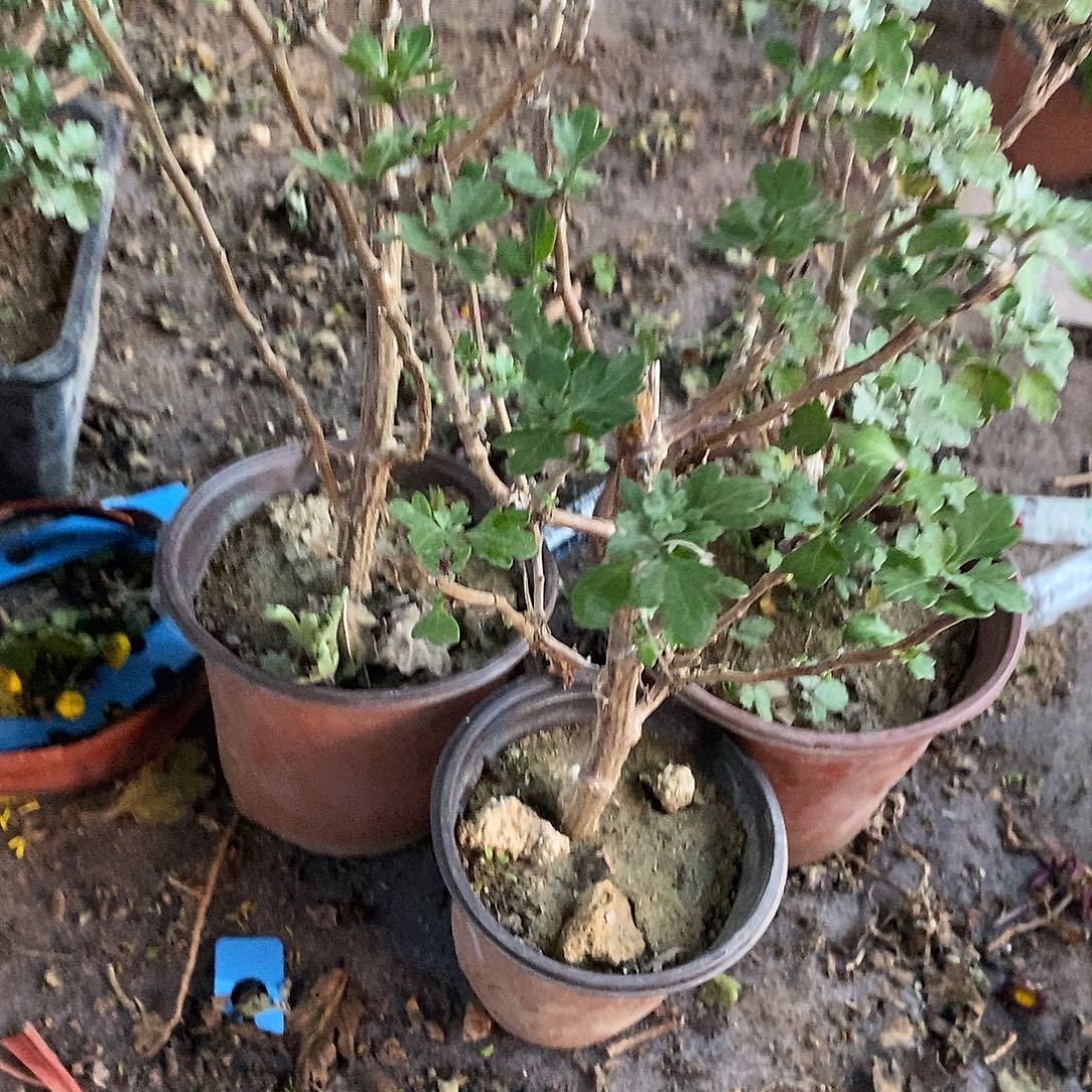 @***空完全开放盆景菊花菊花3颗