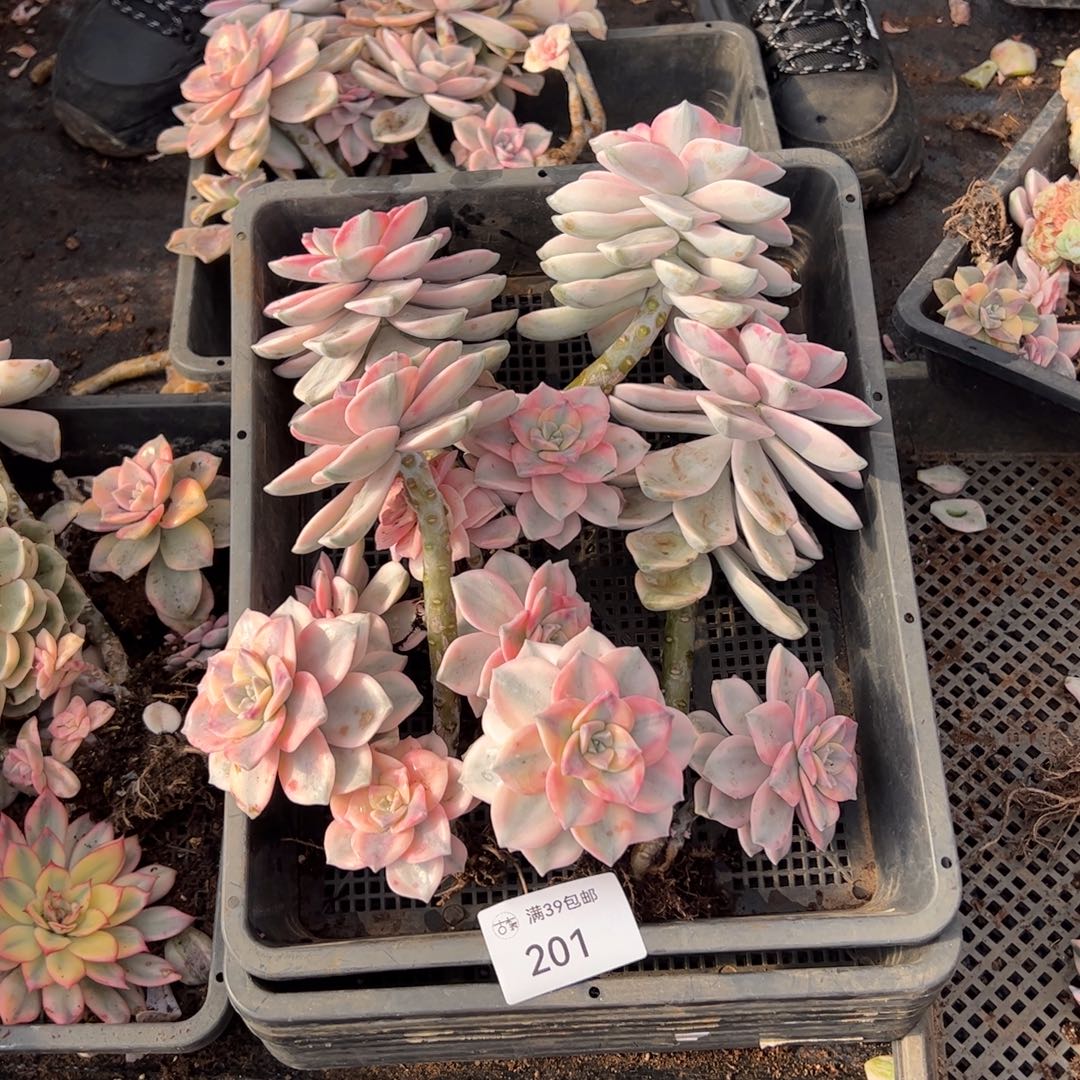 201紫乐锦老桩多肉