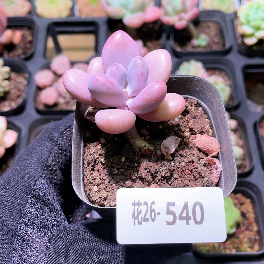 花利美26-540桃蛋