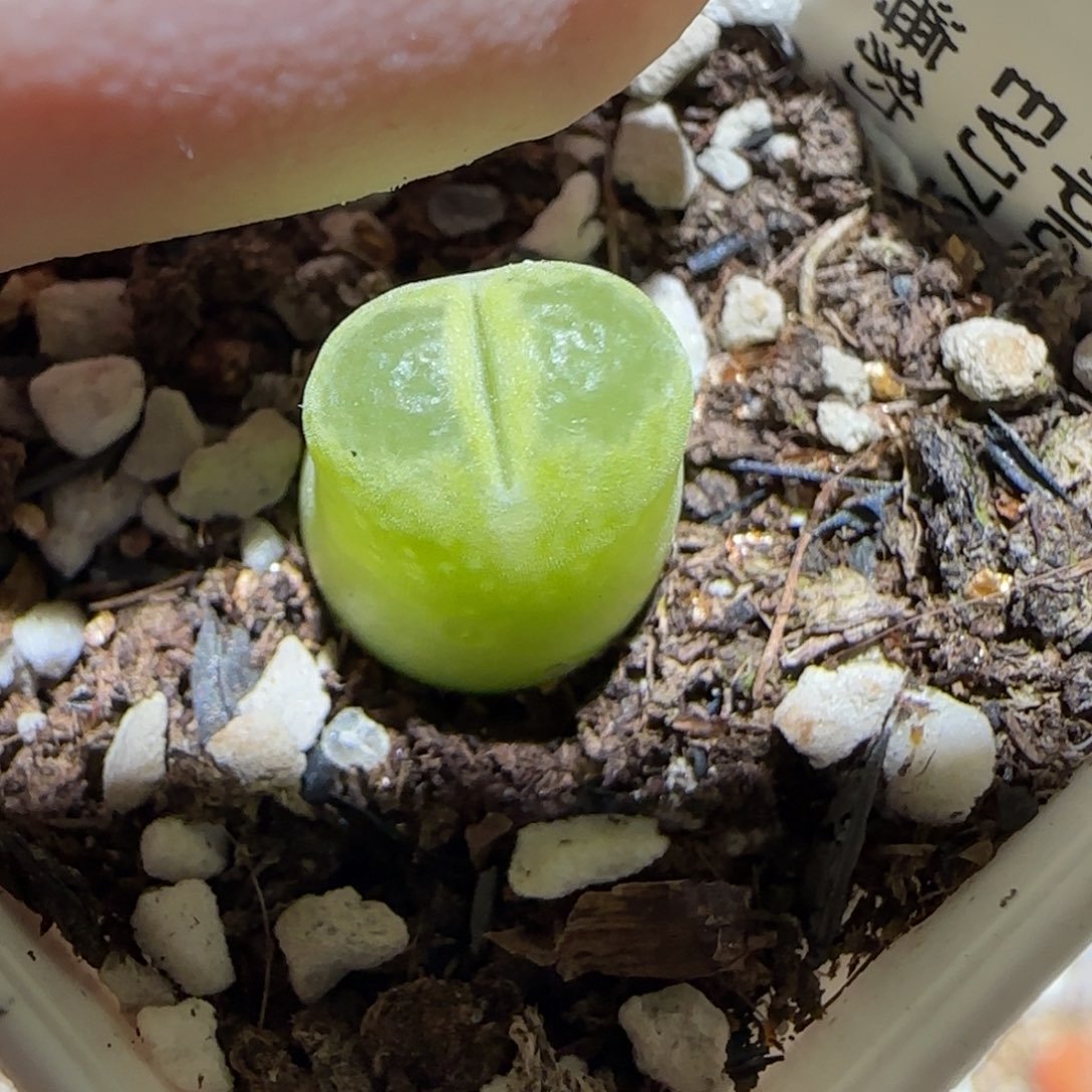 肉锥多肉植物百科3-海豹154