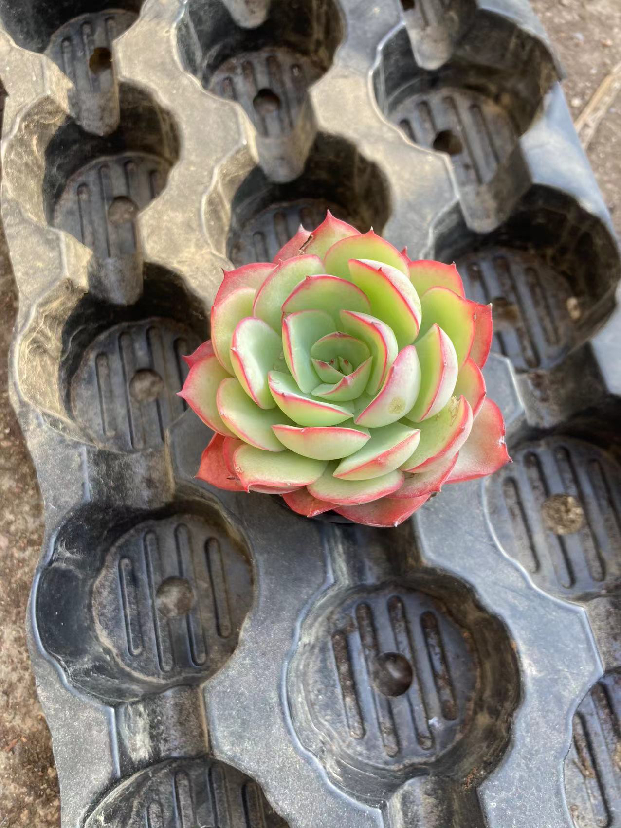 五公分盆 牡丹亭满12.9包邮