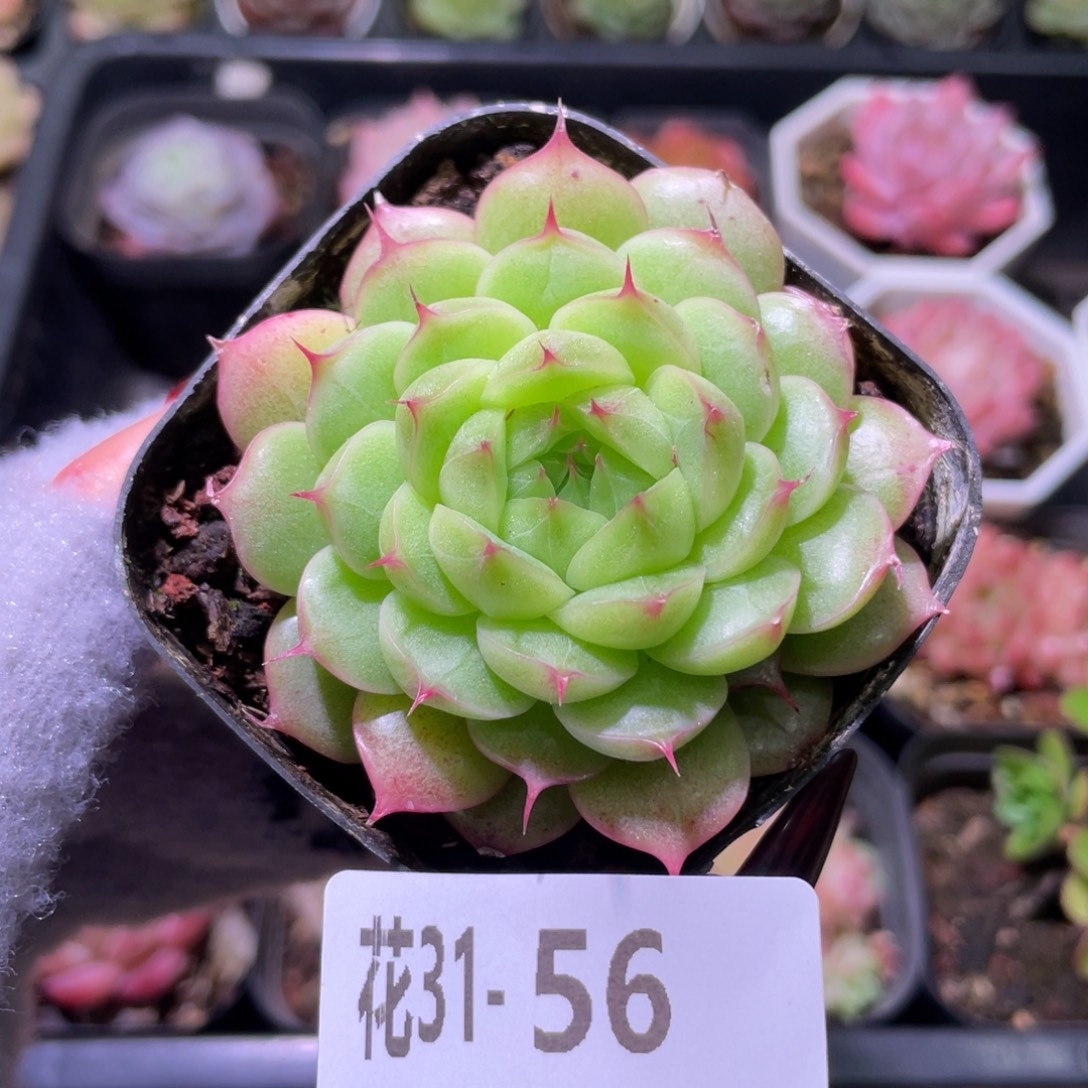 花利美31-56海王单头