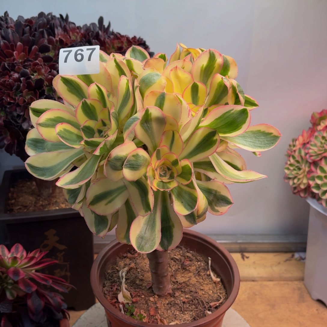 多肉法师燕姿锦朵朵767