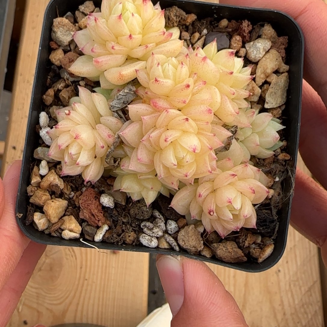 一物一拍珍妮麦秆07196