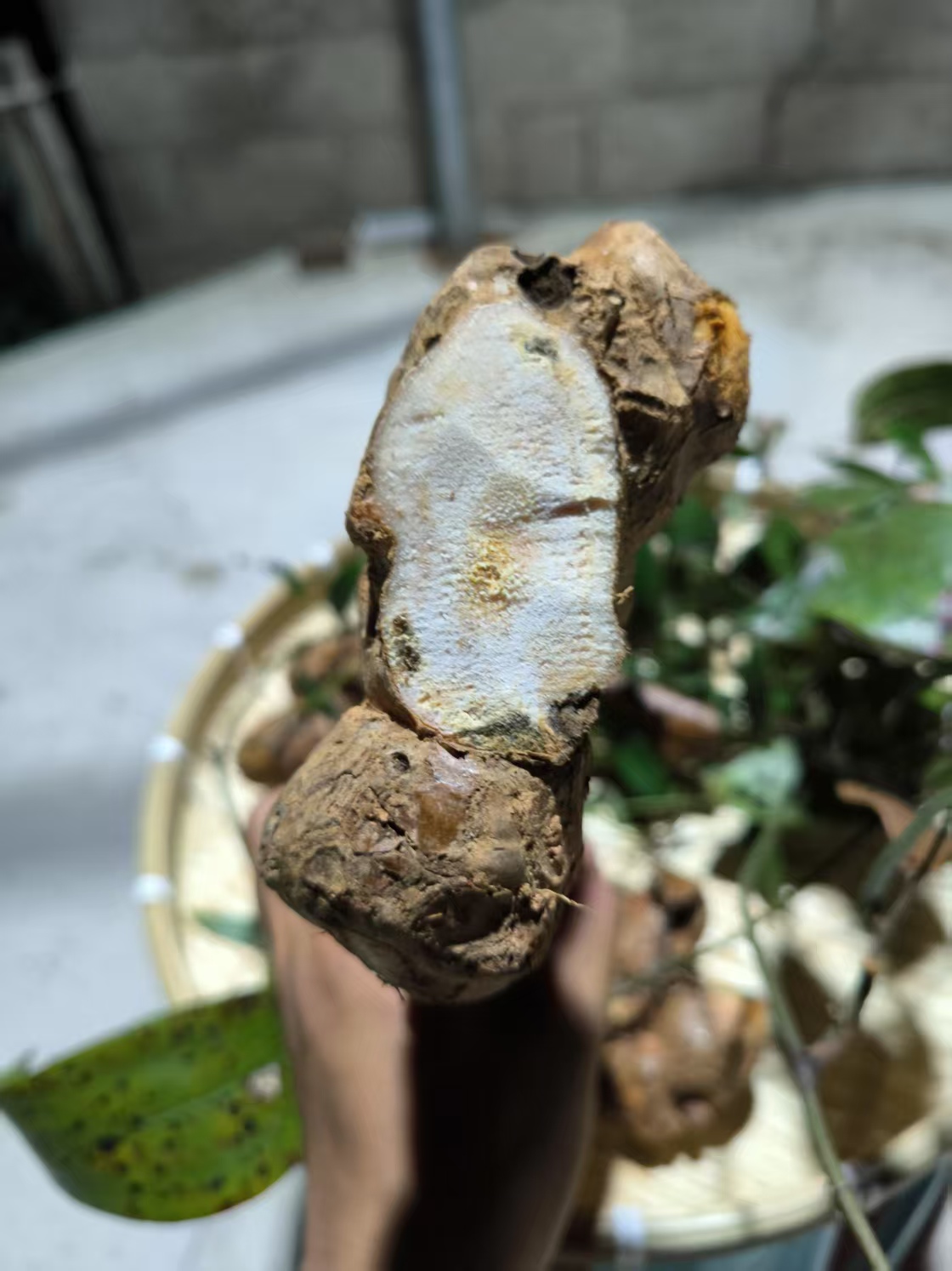 现挖鲜货土茯苓农村煲汤好料