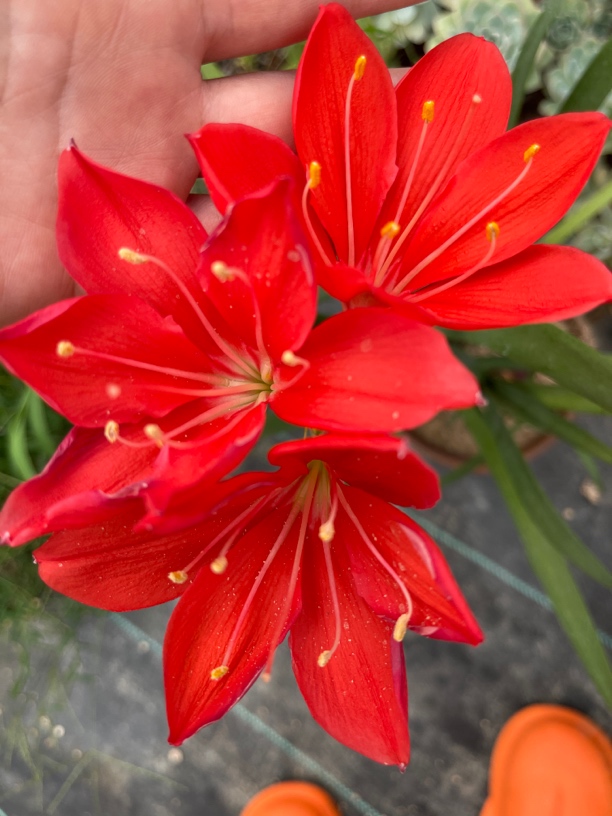 紫根兰 花后球 无花苞 球茎4公分左右  看清楚再拍