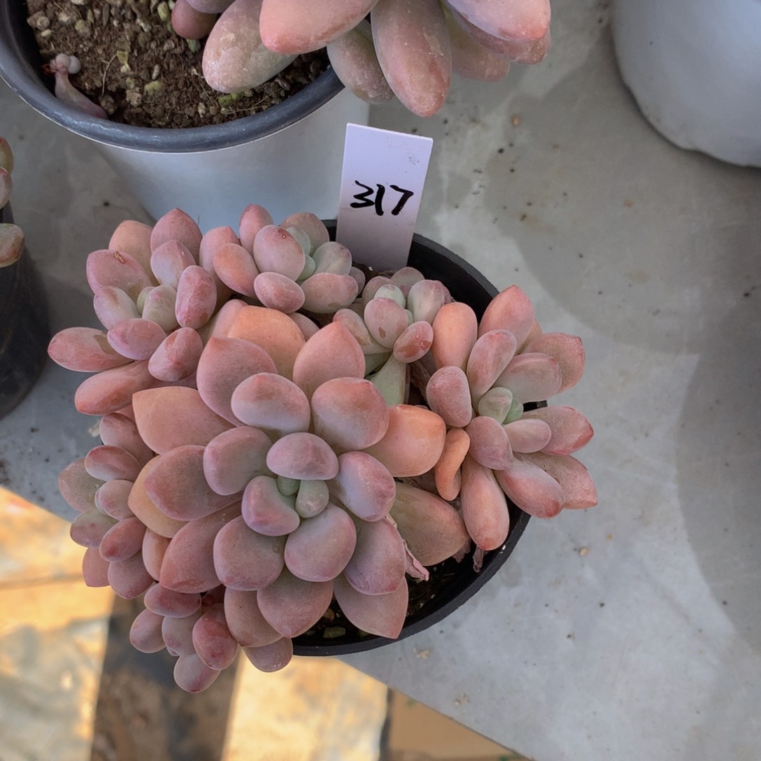 9***5木糖醇626262626273