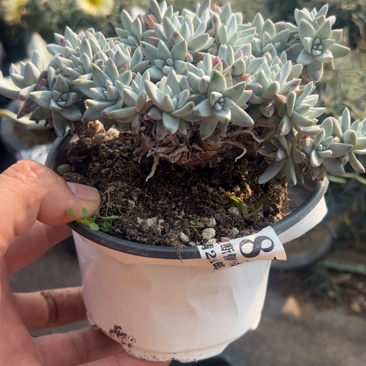 812号白菊多肉植物老庄