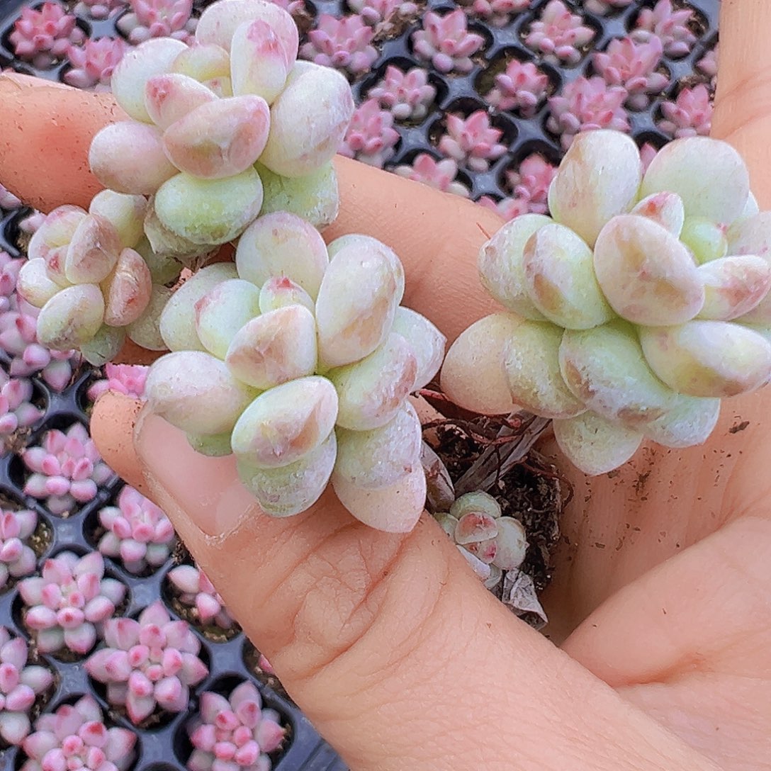 双头老桩阳光玫瑰5颗苗