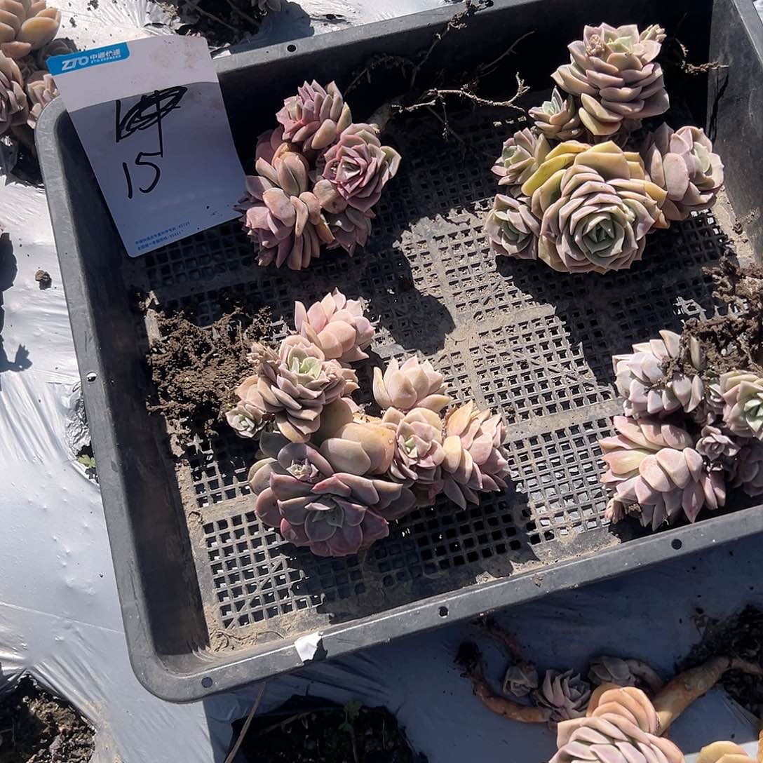 N***H15号一起可爱玫瑰