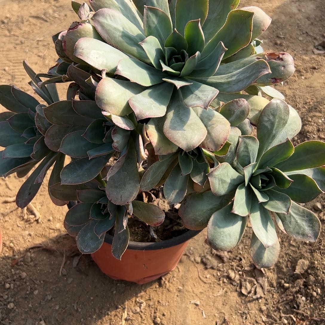 多肉植物多肉植物