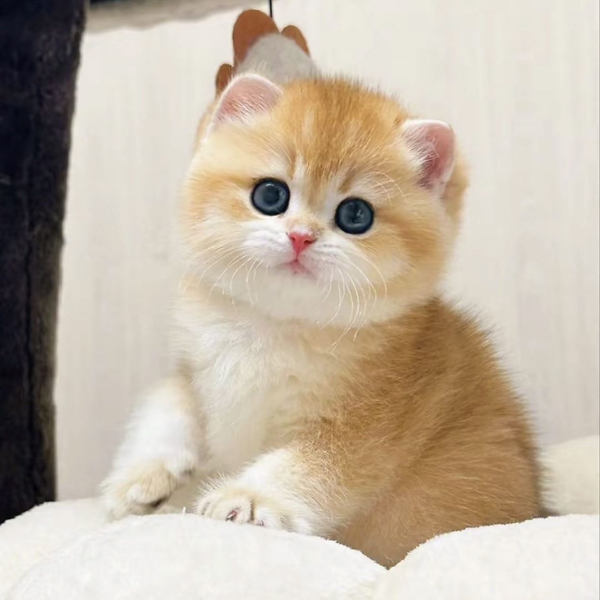 【星星家】活体猫咪系列金渐层蓝金紫金矮脚英国短毛猫