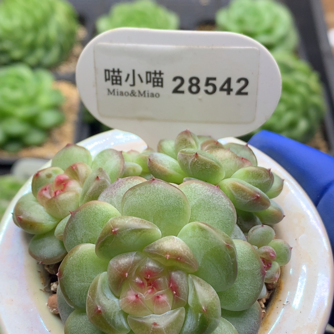 多肉植物杂交珍妮