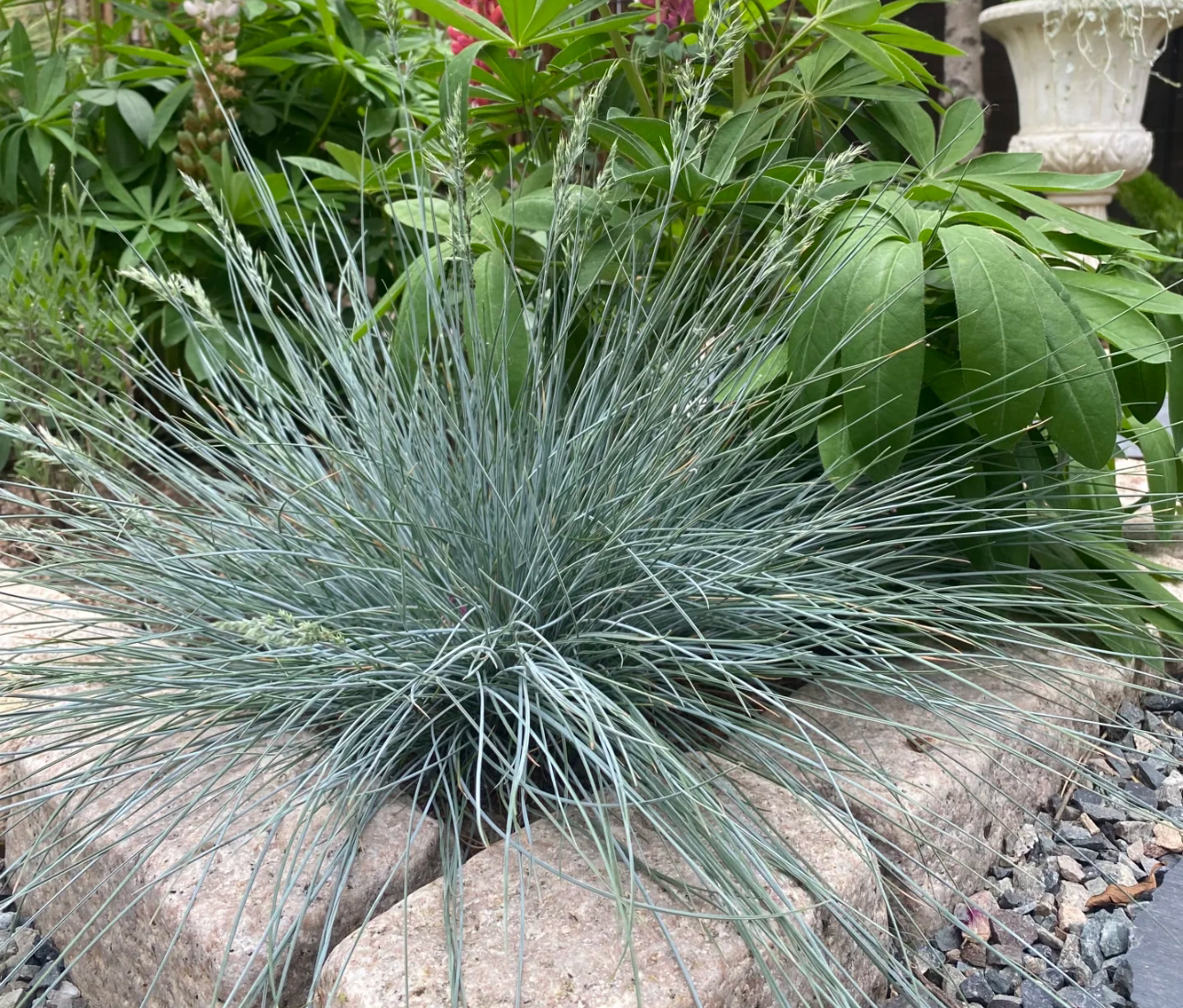 蓝羊茅：耐寒、耐旱