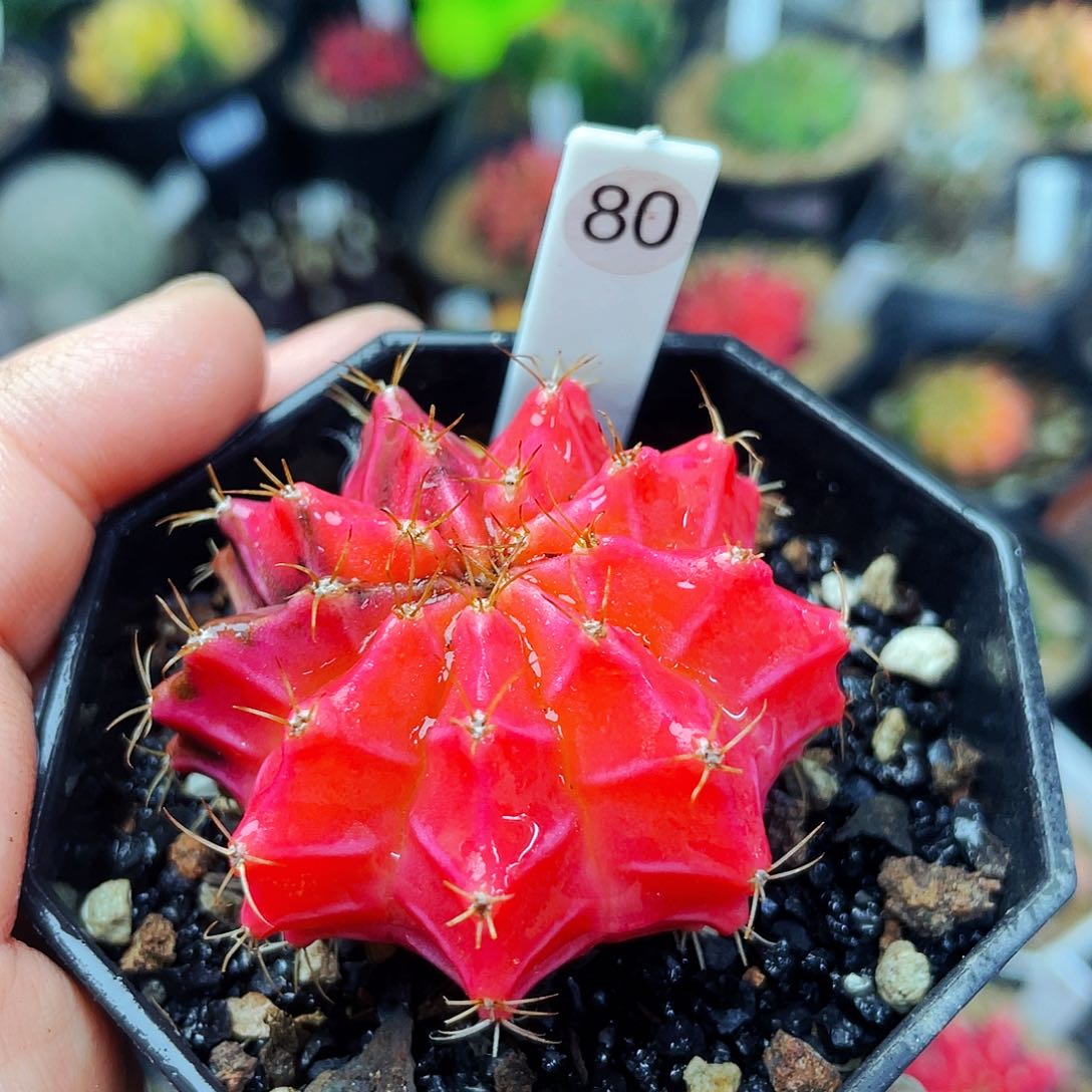 非偏远地区满25包邮仙人球