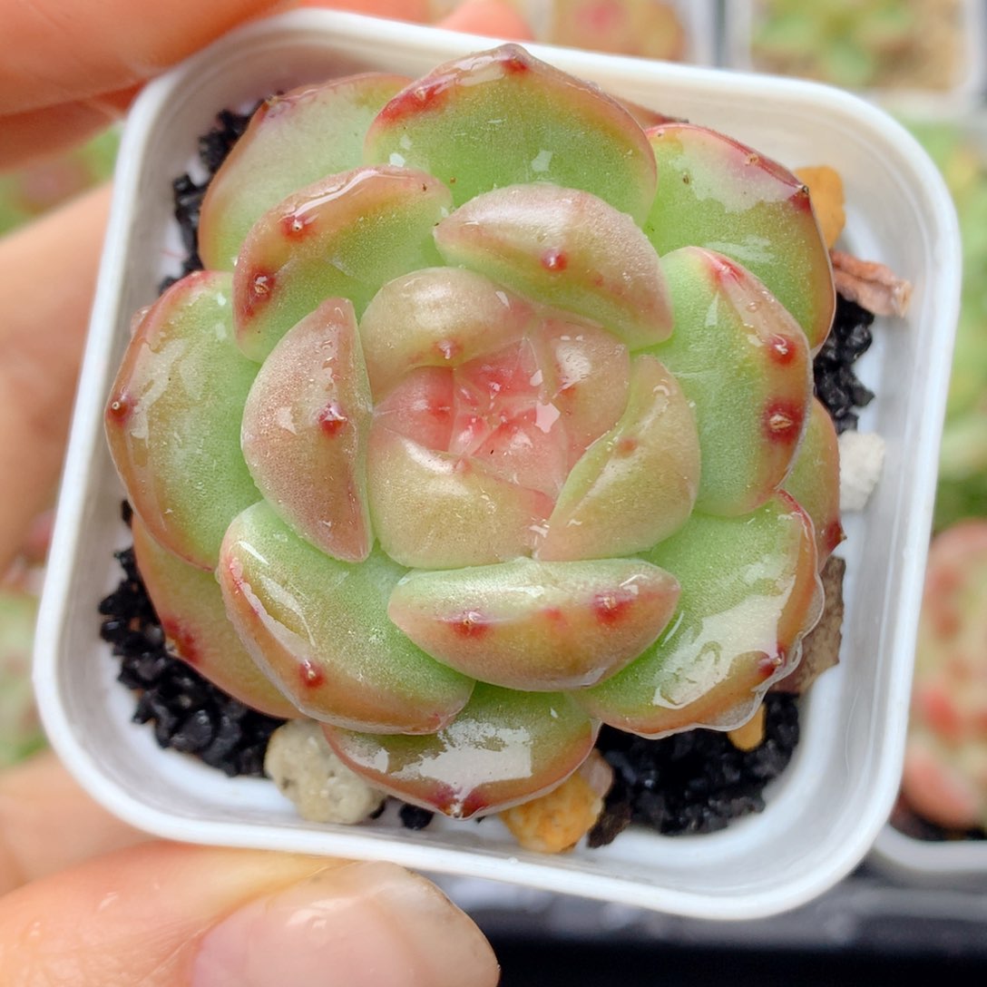 58包邮  群生不包整12