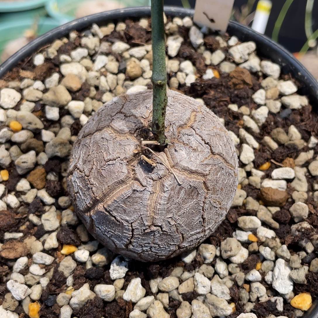 21龟甲龙不退不换