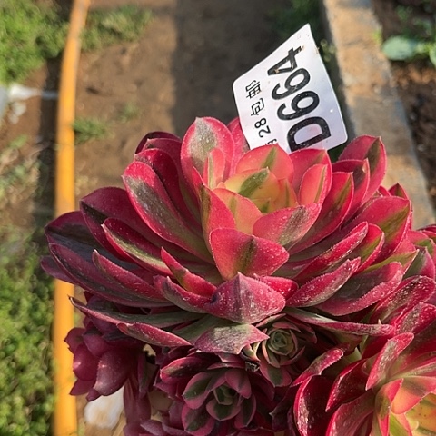 664粉女巫老桩不包断枝