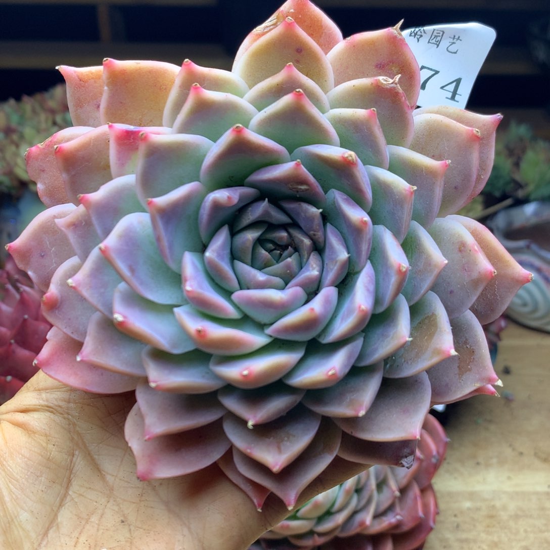 2574杂交精品基地12冠