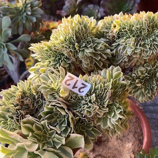 混***子多肉植物一个绿豆沙212