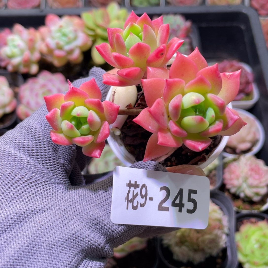 花利美9-245马库斯