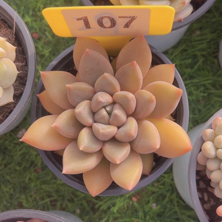 健健康康平平安安