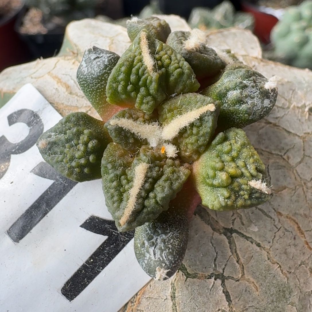 【闪购商品】颗粒大尤黑锦311