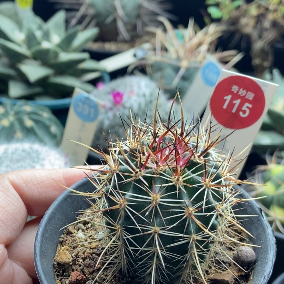 实生狂刺林氏幻虾4cm