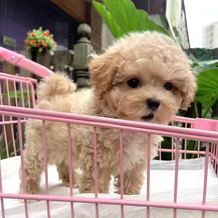 幼犬比熊泰迪雪纳瑞小型犬宠物狗饲养指南