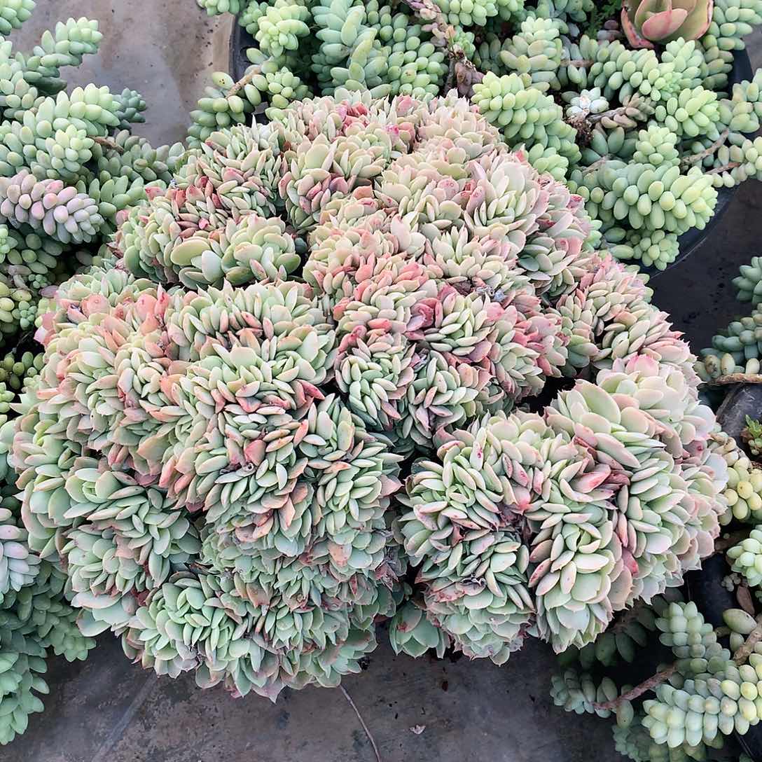 骑兵缀多肉一物一拍