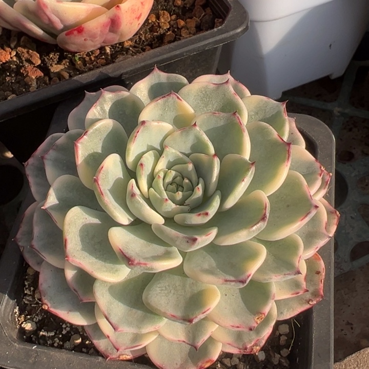 沙逻辑锦一物一拍锦龙锦龙