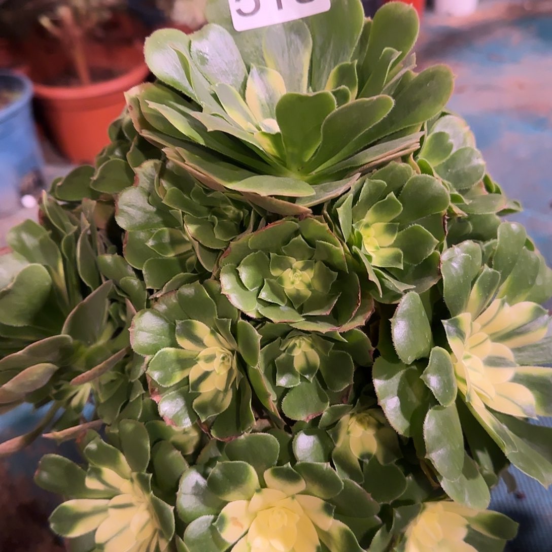 多肉植物法师新尼亚518