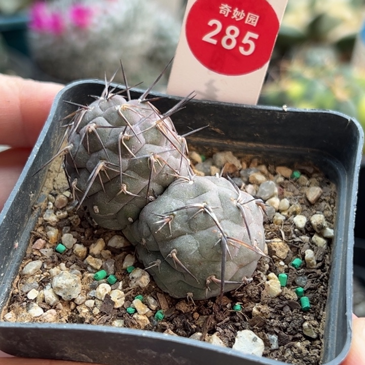 自根双头海胆习志野一棵