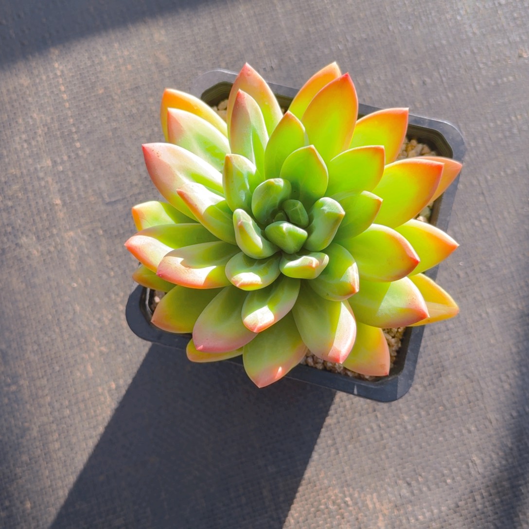 *****杨杨德意发货多肉111111111