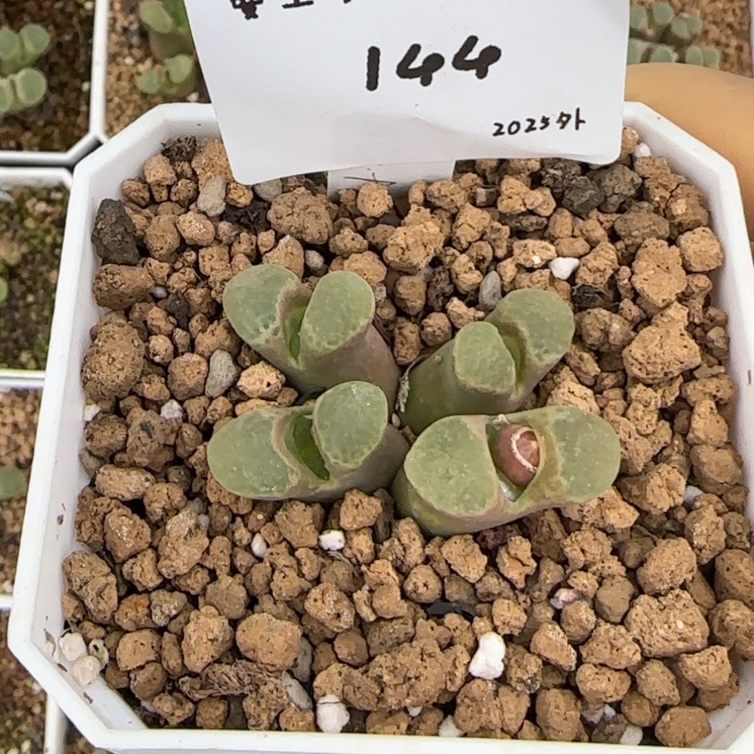 薇*多肉多肉多肉2025-144