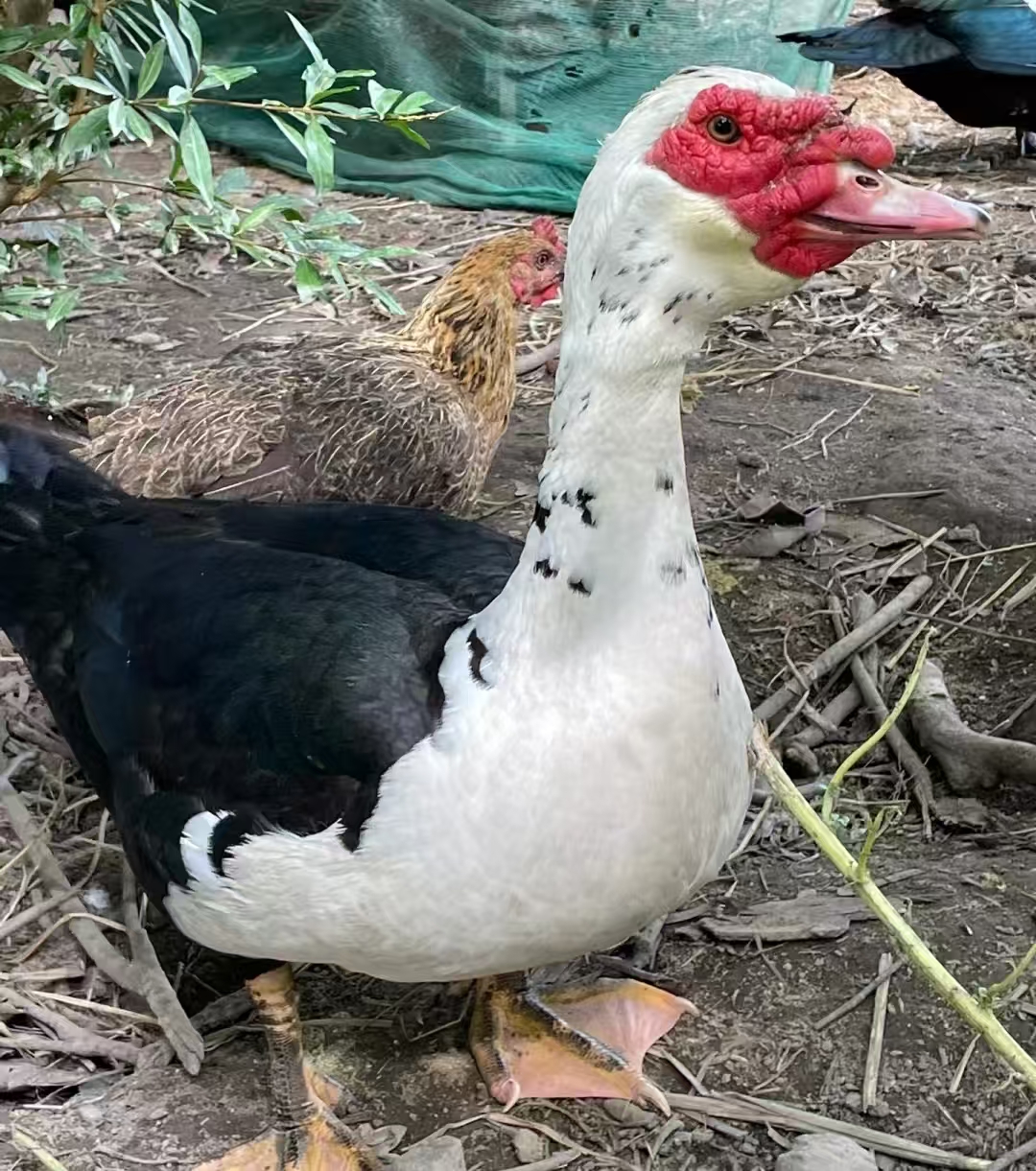 剑鸭【农家自养五谷杂粮土鸭】一物一拍