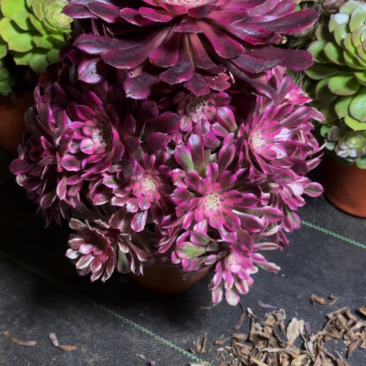 瑞妈一物一拍997