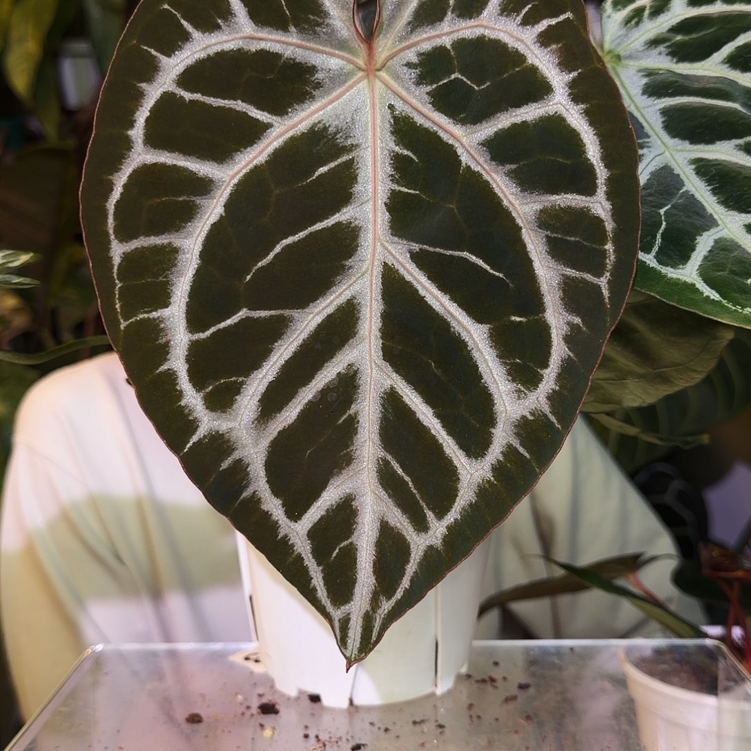 嘎***豆完全开放S05 女团杂哪吒