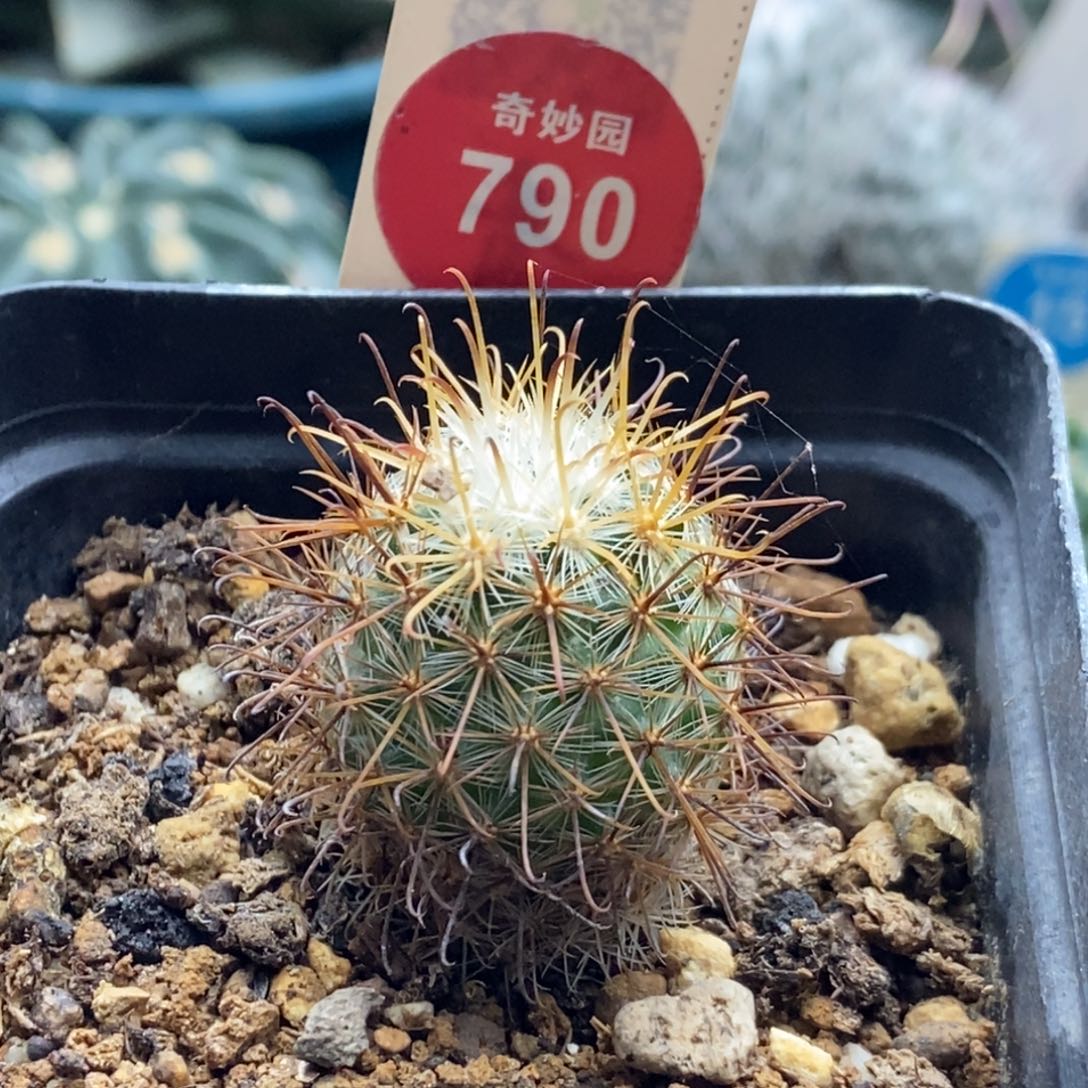 实生红刺菊慈童2.6cm