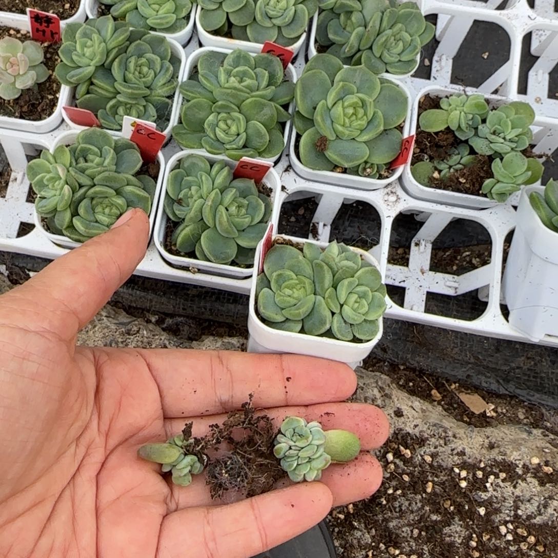 *****三个新穴一个满25包邮