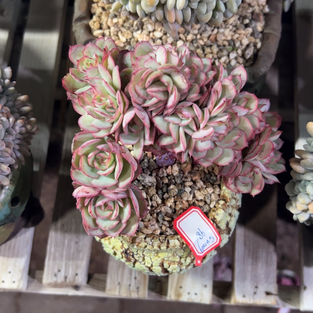 多肉植物多肉植物