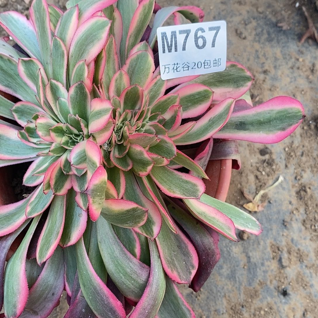 767美杜莎缀多肉植物