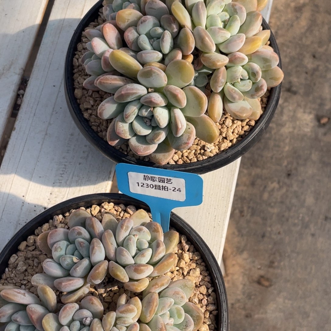 1230-24-大叶奶糖老桩大群