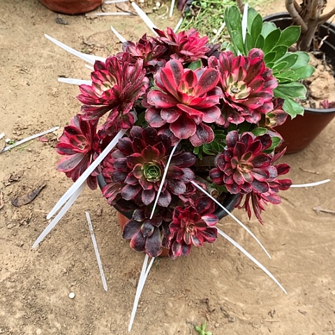 花玫瑰玫瑰玫瑰玫瑰