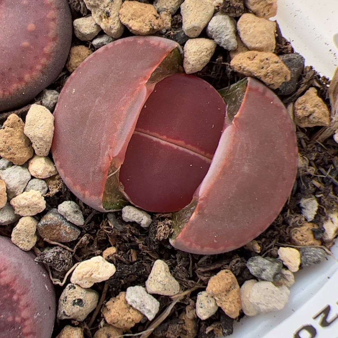 0731号去Ko 多肉植物