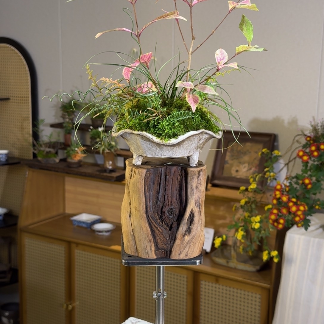 无花朵莫宁山野草盆栽