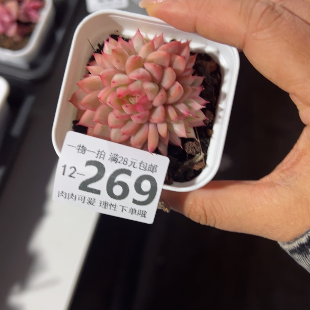 女雏锦多肉多肉多肉多