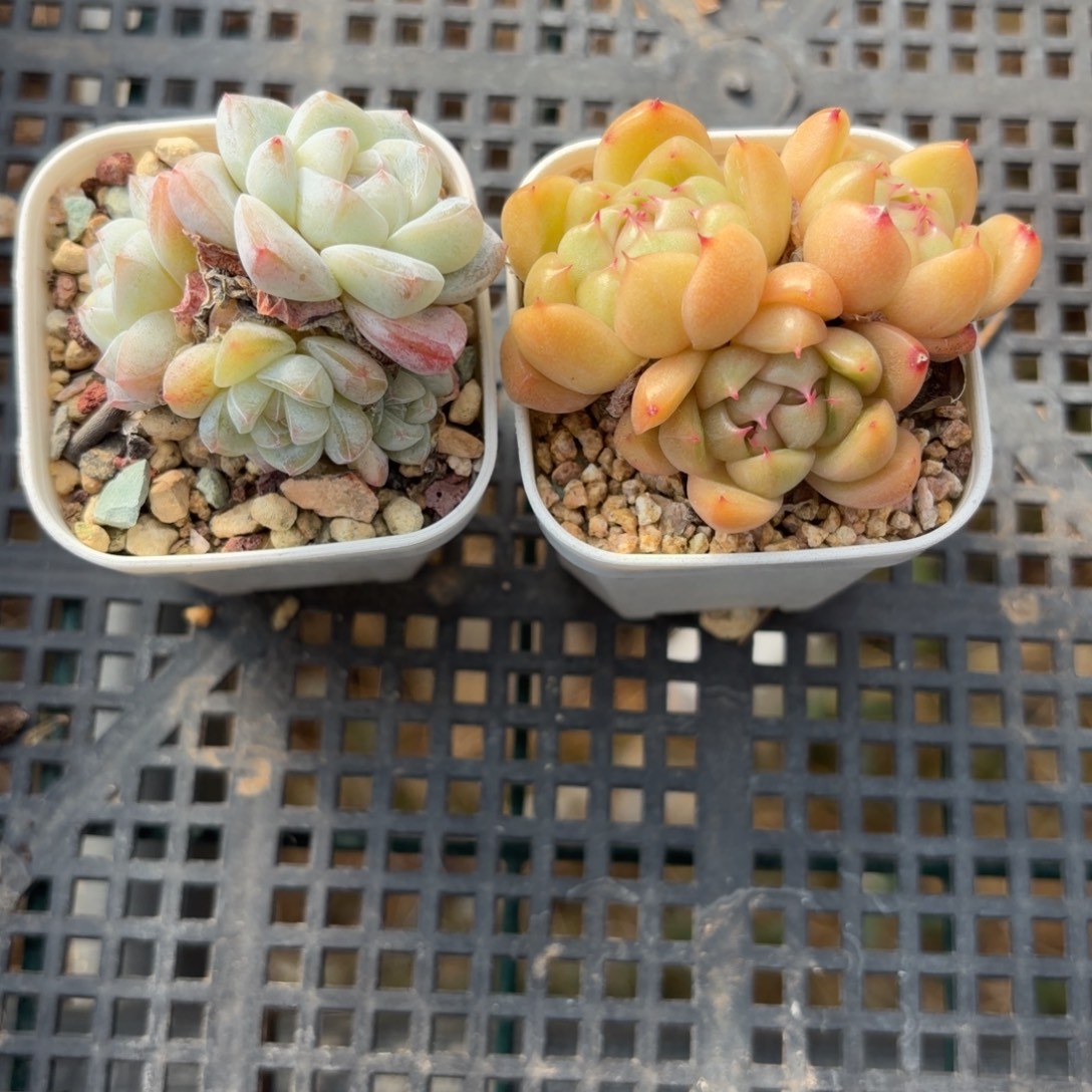 东篱下多肉植物哈哈哈