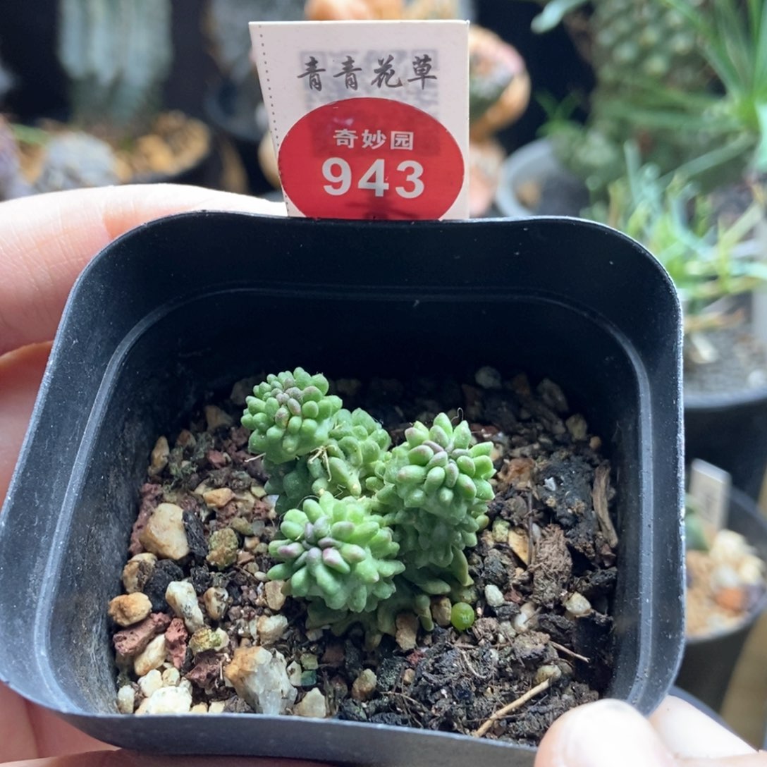 自根无刺蝌蚪球群一颗