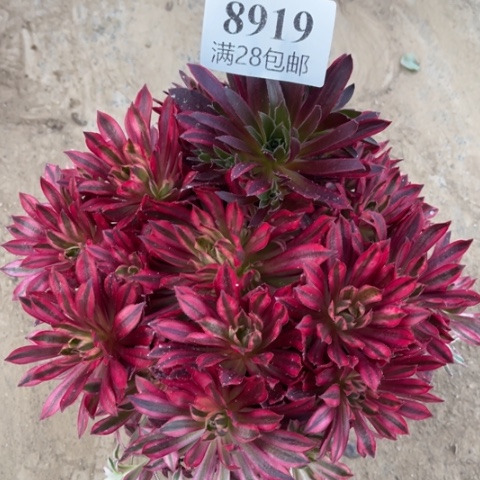 凤凰多肉多肉8919